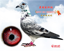 Ӣ372