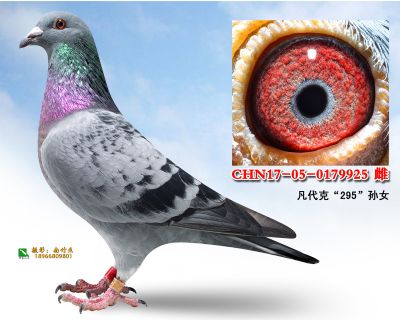 内蒙金翔家园 - 中信网铭鸽展厅 www.ag188.com