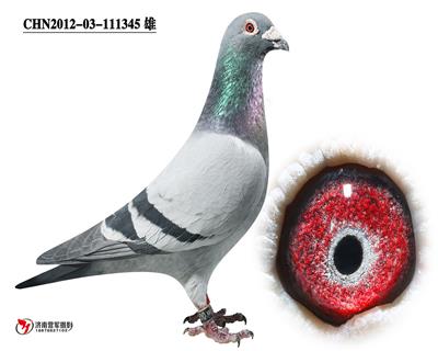 (qing)