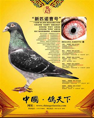 胡本"新匹诺曹号" 中国鸽天下 人气:7373