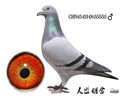 红轮冠军_河北久盟鸽舍_ag188.com爱鸽商城_中国信鸽信息网