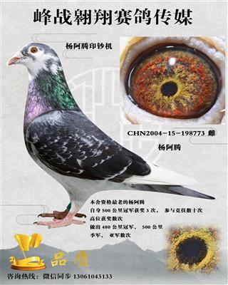 杨阿腾基地