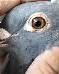 ۾