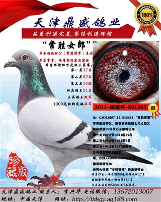 天津鼎盛鸽业输出种鸽如果收到不满意可调换至满意为.