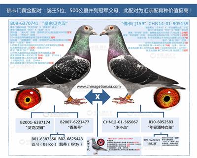 中国鸽天下 - 中信网铭鸽展厅 www.ag188.com