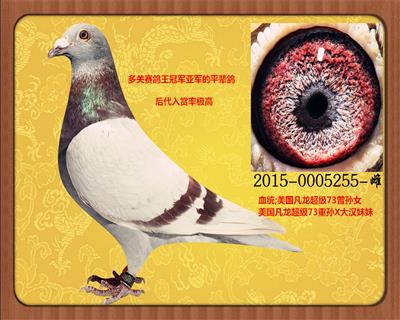 超级73 - 中信网铭鸽展厅 www.ag188.com