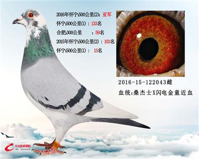 鳯飞赛鸽
