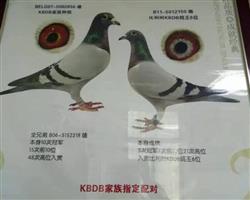 KBDB�ھ�����