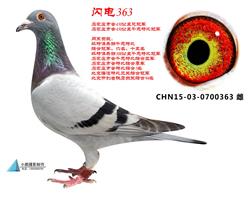 㣺W363