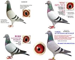 游ĸË