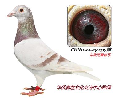 ��³��ղɭϵ335-��