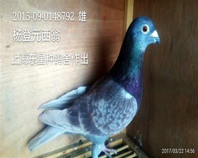 2015-09-0148792  2015-09-0148792雄,血统:杨登元西翁,上海东星种