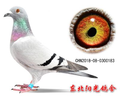 58CHN2018-08-0300183