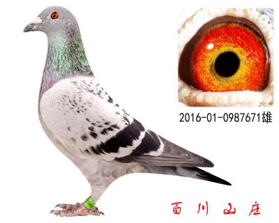 ȦݶȦیO