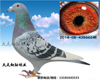 桑杰士.罗森波斯