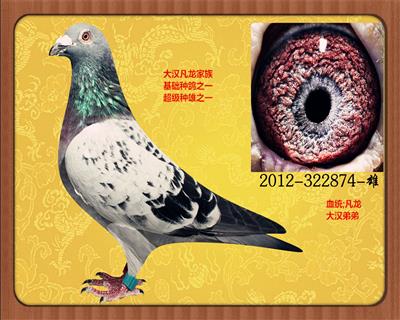 大汉全平辈        大汉鸽业-----大汉全平辈超级种鸽群    浏览量