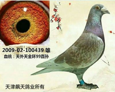 天外天红狐金环99直孙