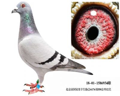 2018�걱���й�����550����52��