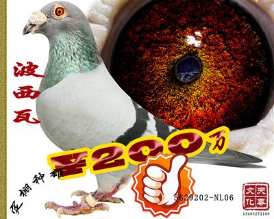     5629202-NL06