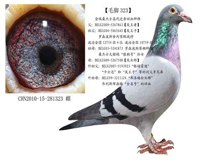 罗森波斯 - 中信网铭鸽展厅 www.ag188.com