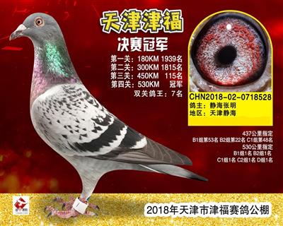 2018年卓翔公棚决赛23名_张明鸽舍-中信网爱鸽商城