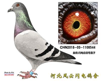 �Ǳ�544����