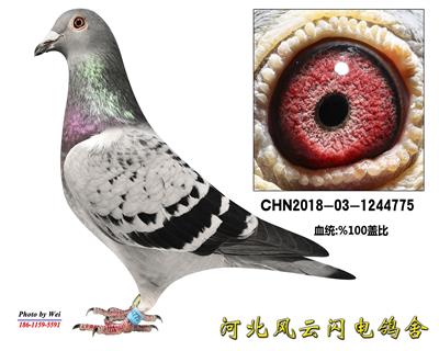 �Ǳ�775����