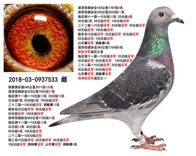 信鸽协会联系方式 H62334906423.jpg