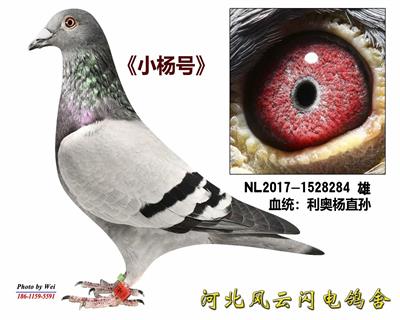 С284