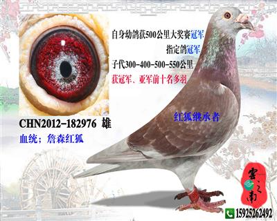红狐继承者