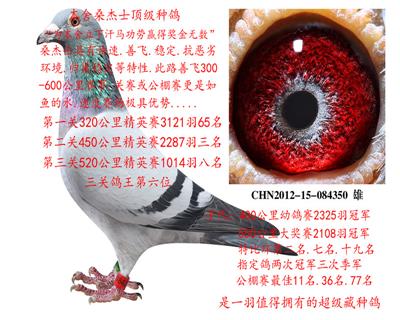 桑杰士顶级种雄