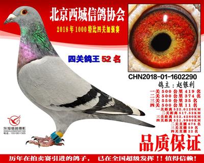 三关鸽王4名已拍出