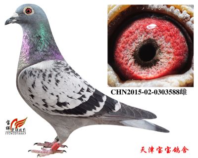 适合小孩子喝的鸽子汤加什么料 20190101163939122.jpg