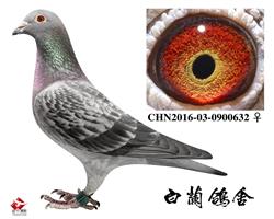ĸHI(lng)P(gun)122