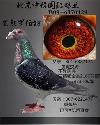 乔斯佛卡门 - 中信网铭鸽展厅 www.ag188.com