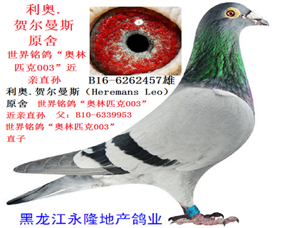 奥林匹克003"近亲直孙 b16-6262457 b16-6262457 雄 利奥.