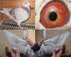Hԭ
