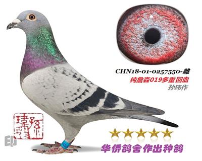 ղɭ019��Ѫ015��