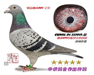 ������ղɭ019�����ղɭ018��