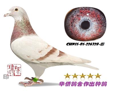 ������ղɭ019�������ղɭ035��