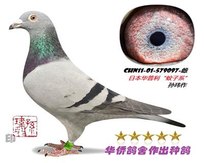 ������ղɭ019�������ղɭ012�š�