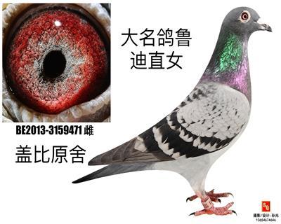 盖比鲁迪直女