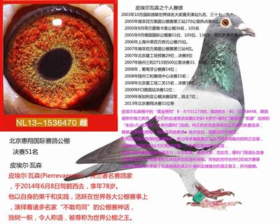 公棚赛绩获奖鸽