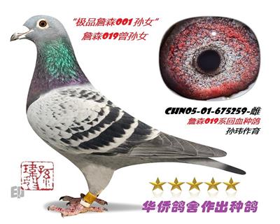 ������ղɭ019������Ů��ղɭ336��