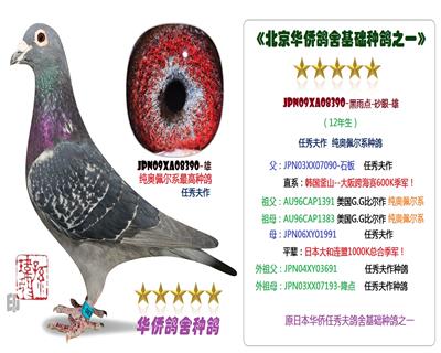 �ִ��ձ����ɰ�ϵ02224-��