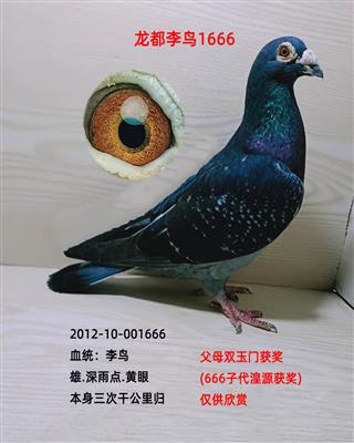 龙都李鸟1666