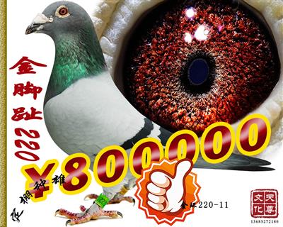_ֺ      ̖(ho)220-11