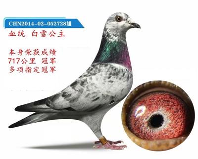 白雪公主700公里冠军