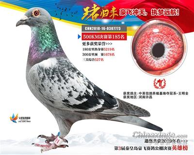 信鸽鸽子养殖全集视频 H65828323350.jpg