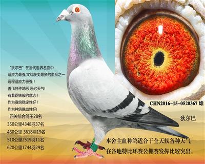狄尔巴